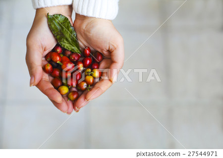 Coffee beans in woman hands Coffee beans in woman hands 27544971