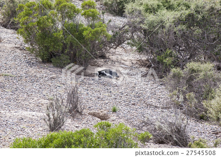 Magellanic Penguin of Punta Tombo Patagonia Magellanic Penguin of Punta Tombo Patagonia 27545508