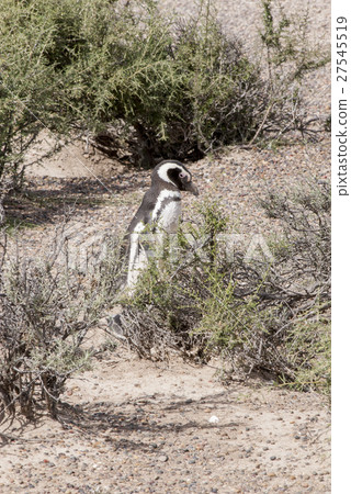 Magellanic Penguin of Punta Tombo Patagonia 27545519