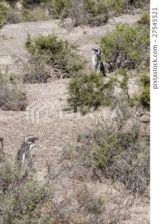 Magellanic Penguin of Punta Tombo Patagonia 27545521