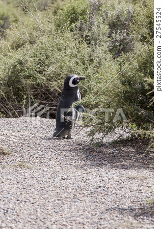 Magellanic Penguin of Punta Tombo Patagonia 27545524