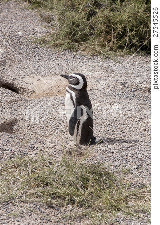 Magellanic Penguin of Punta Tombo Patagonia 27545526