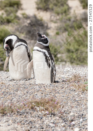 Magellanic Penguin of Punta Tombo Patagonia 27545529
