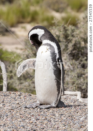 Magellanic Penguin of Punta Tombo Patagonia 27545539