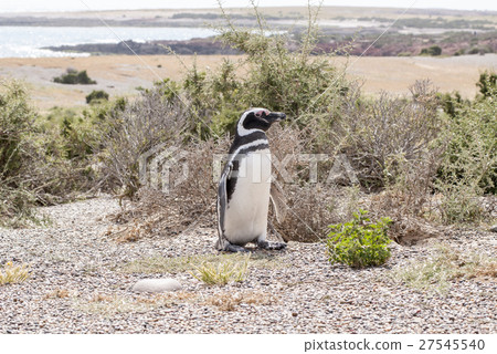 Magellanic Penguin of Punta Tombo Patagonia Magellanic Penguin of Punta Tombo Patagonia 27545540