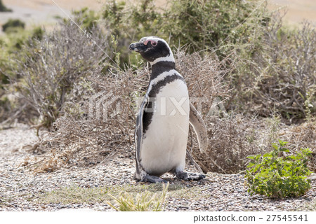 Magellanic Penguin of Punta Tombo Patagonia 27545541