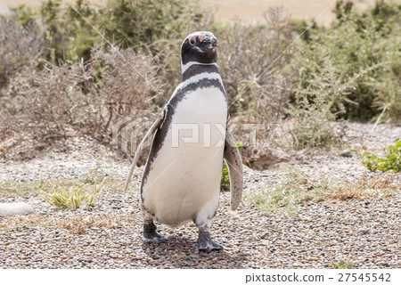 Magellanic Penguin of Punta Tombo Patagonia Magellanic Penguin of Punta Tombo Patagonia 27545542