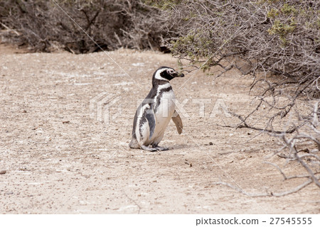 Magellanic Penguin of Punta Tombo Patagonia Magellanic Penguin of Punta Tombo Patagonia 27545555