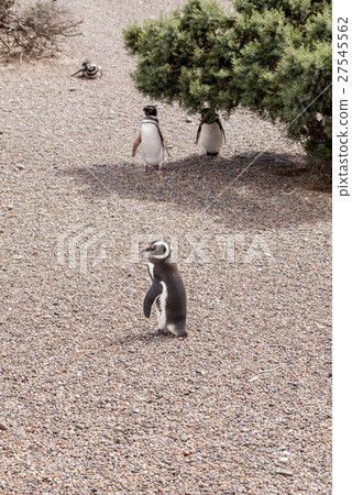 Magellanic Penguin of Punta Tombo Patagonia 27545562