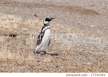 Magellanic Penguin of Punta Tombo Patagonia 27545564