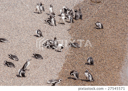 Magellanic Penguin of Punta Tombo Patagonia Magellanic Penguin of Punta Tombo Patagonia 27545571