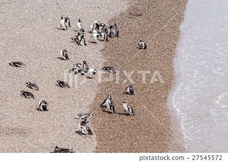 Magellanic Penguin of Punta Tombo Patagonia Magellanic Penguin of Punta Tombo Patagonia 27545572
