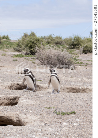 Magellanic Penguin of Punta Tombo Patagonia Magellanic Penguin of Punta Tombo Patagonia 27545593