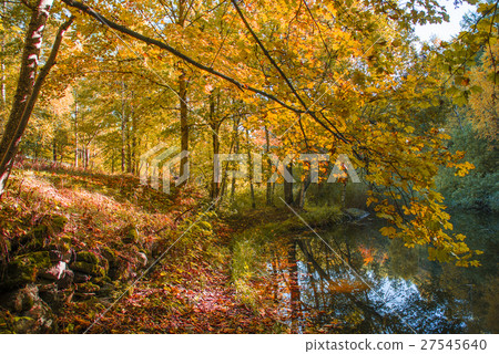 Autumn Colors on the wood in Italy 27545640