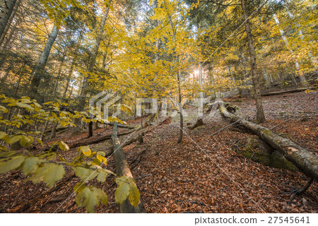 Autumn Colors on the wood in Italy Autumn Colors on the wood in Italy 27545641