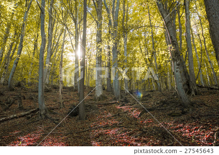Autumn Colors on the wood in Italy Autumn Colors on the wood in Italy 27545643