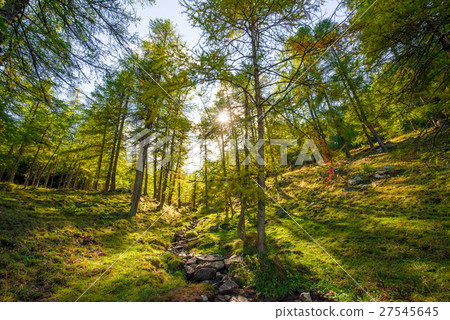 Autumn Colors on the wood in Italy 27545645