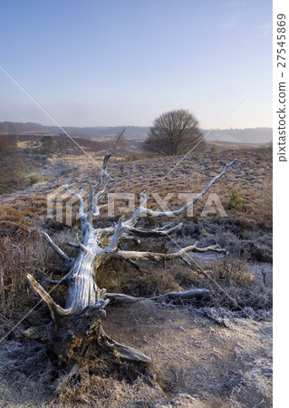 Fallen tree near the Posbank 27545869