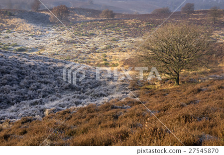 Riped heathland near the Posbank Riped heathland near the Posbank 27545870