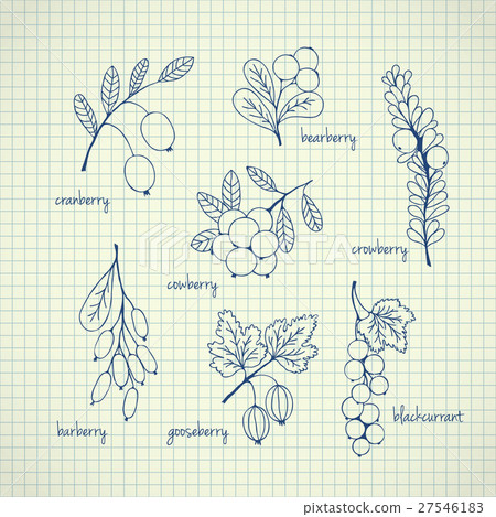 Set of garden and wild hand-drawn sketch berries 27546183