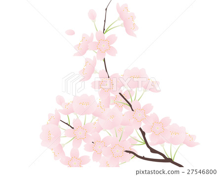 Yoshino cherry tree Yoshino cherry tree 27546800