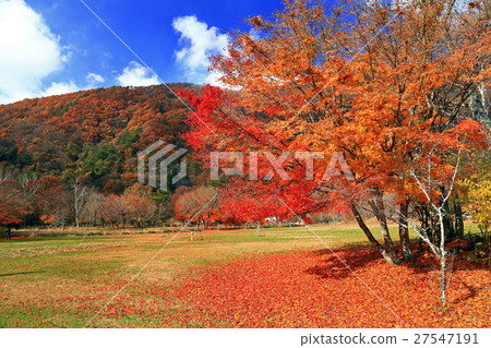 西湖野生鳥類森林的秋季葉子停放01 西湖野生鳥類森林的秋季葉子停放01 27547191