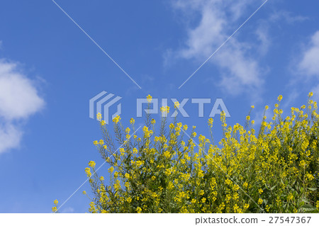 藍天盛開的油菜花 藍天盛開的油菜花 27547367