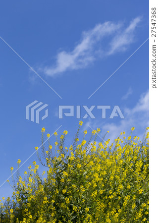 藍天盛開的油菜花 27547368