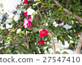 Snow camellia 27547410