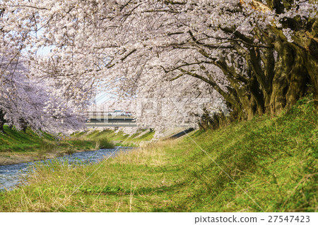 排櫻桃樹 27547423