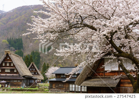 Gokayama和櫻桃樹 Gokayama和櫻桃樹 27547425