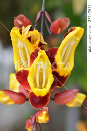 Thunbergia mysorensis  27547633