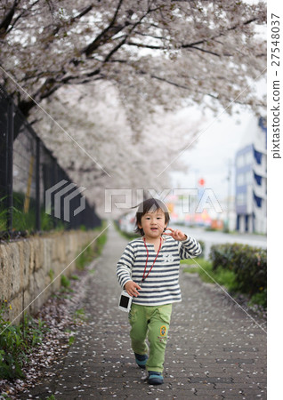 Boys walking along cherry blossoms 2 Boys walking along cherry blossoms 2 27548037