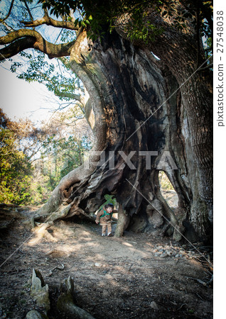 A huge tree and a boy A huge tree and a boy 27548038