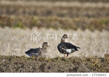 Magan (Shingan) Magan (Shingan) 27548043