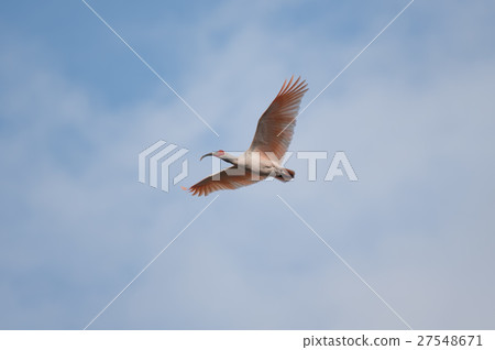 Flavor of dancing in the sky Flavor of dancing in the sky 27548671