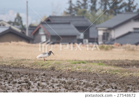 Toki living in Sado Island Toki living in Sado Island 27548672
