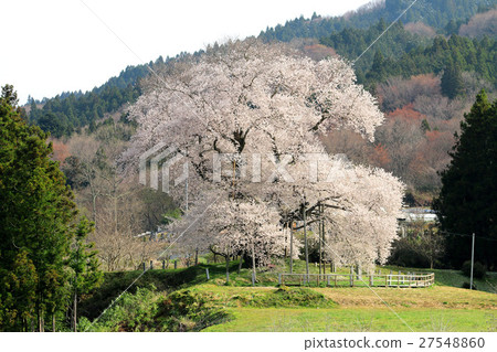 Cherry blossoms of Tozu (Yamatsuri Town) 27548860