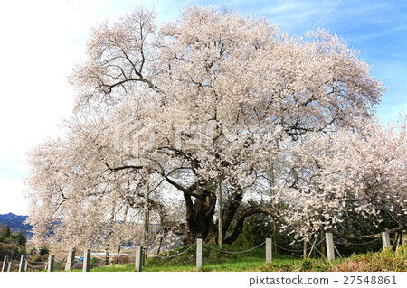 Cherry blossoms of Tozu (Yamatsuri Town) 27548861