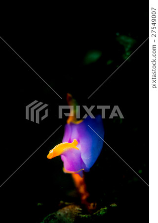  Murasaki lantern 27549007