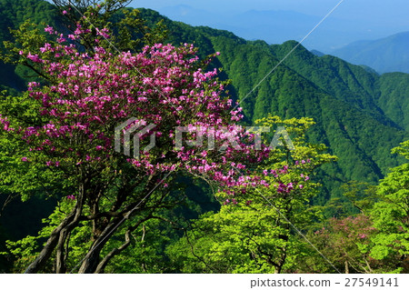 Ridgeline of Tanzawa / Hinoki-maru blooming in Mitsuba Azalea Ridgeline of Tanzawa / Hinoki-maru blooming in Mitsuba Azalea 27549141