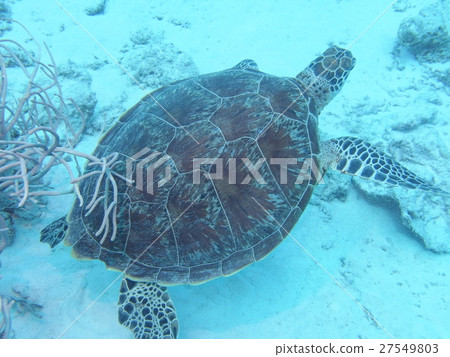 Green turtle 27549803
