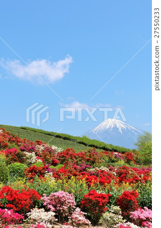 Azalea blessed with spring of blue sky and Mt. Fuji Azalea blessed with spring of blue sky and Mt. Fuji 27550233