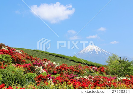 Azalea blessed with spring of blue sky and Mt. Fuji Azalea blessed with spring of blue sky and Mt. Fuji 27550234