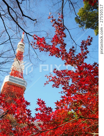 Tokyo Tower and autumn leaves Tokyo Tower and autumn leaves 27550517