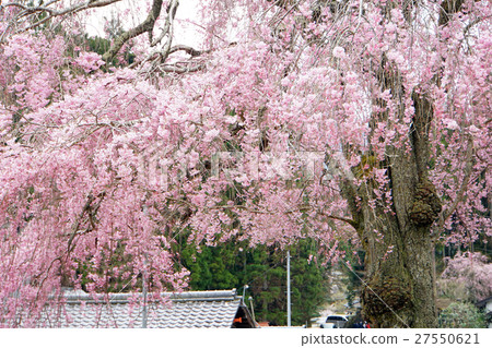 The Mikuruma-gaeshi cherry blossoms at Josho-ji Temple are a famous cherry blossom viewing spot in Kyoto. The Mikuruma-gaeshi cherry blossoms at Josho-ji Temple are a famous cherry blossom viewing spot in Kyoto. 27550621