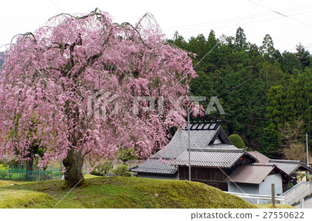Cherry blossoms at Sutrajuji Temple cherry blossoms returning double carved cherry blossoms Cherry blossoms at Sutrajuji Temple cherry blossoms returning double carved cherry blossoms 27550622