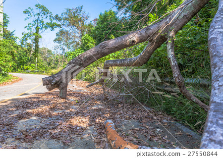 big trees beside the road 27550844