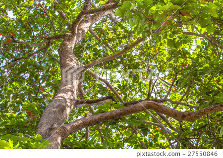 big trees beside the road 27550846
