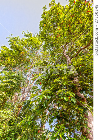 big trees beside the road 27550848